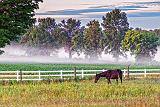 Horse In Pasture_P1150477